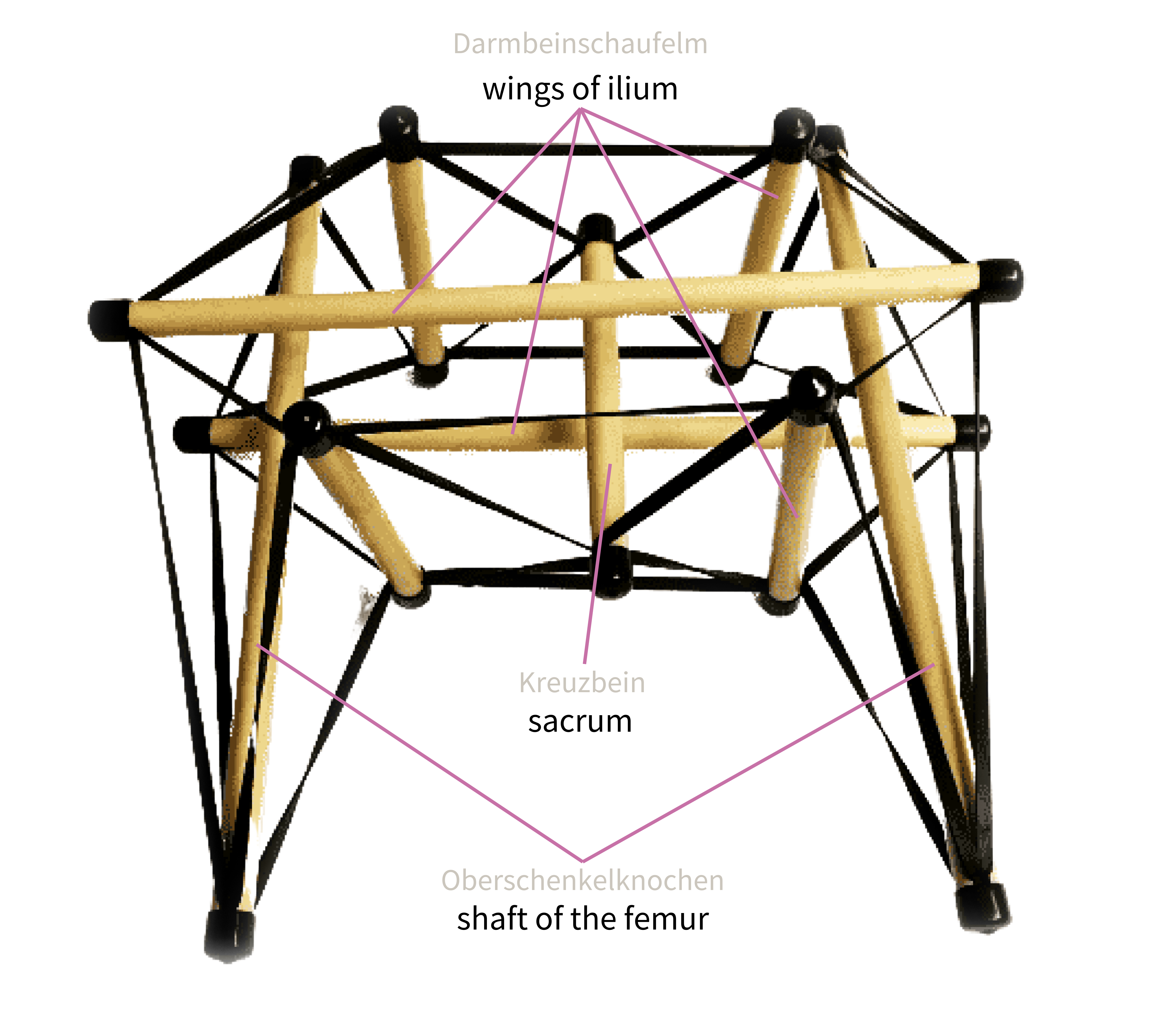Pelvis
